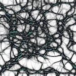 neurociencia y productividad